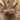 Dan Post Women's Eel Exotic Western Boots Tan/Gold Size 6.5M - Very Good - Ufashion