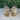 NWOB Women’s Rag & Co BAXEA Handcrafted Tie Up String Flats Latte Size 6 - Ufashion